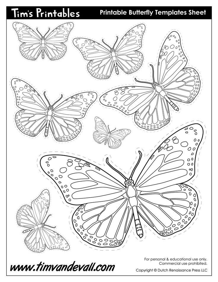 Butterfly Printable. For personal and educational use only. Commercial