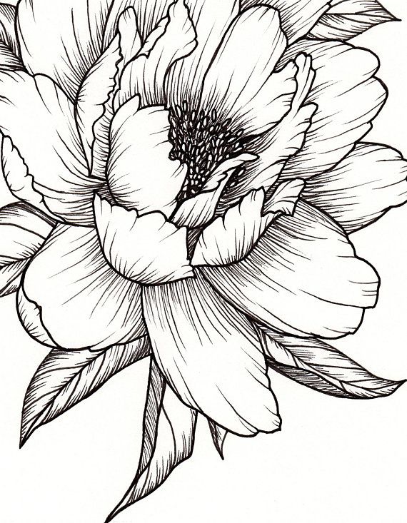 Peony Flower, Art PRINT of Pen Illustration, Flower Drawing, Floral