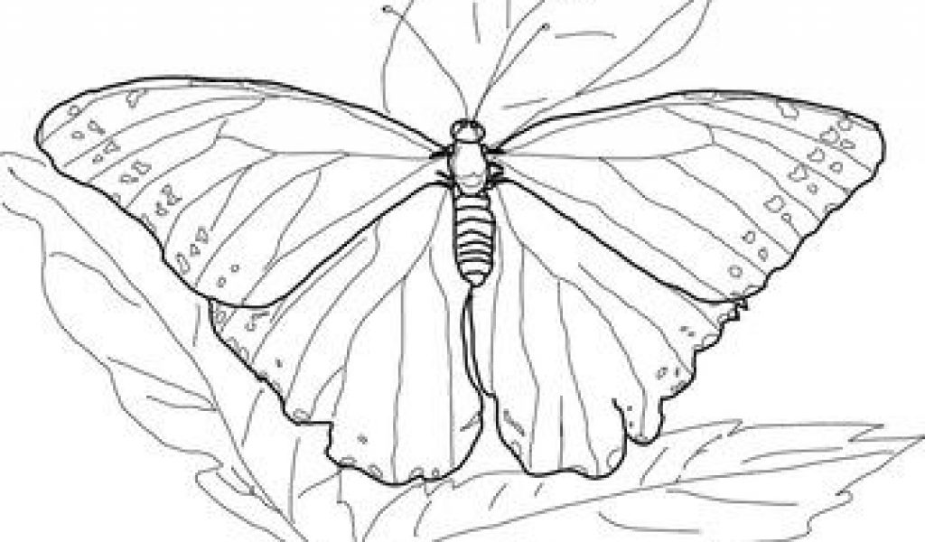 Blue Morpho Butterfly coloring page from Butterfly category. Select