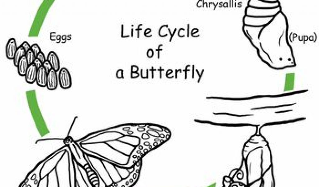 Worksheets Color the Life Cycle Butterfly