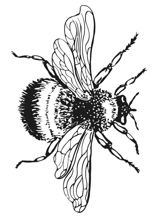 17 Bumble Bee Coloring Pages Bumble-bee-coloring-pictures-1 � Free … – ClipA…