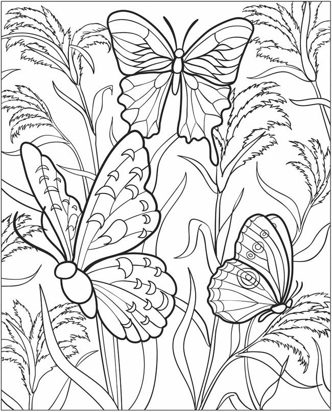 3-D Coloring Book–Butterflies