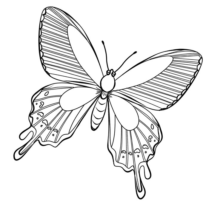 35-butterfly-picture-l.gif (700×694)