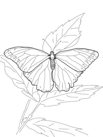 Blue Morpho Butterfly coloring page from Butterfly category. Select from 24659 p…