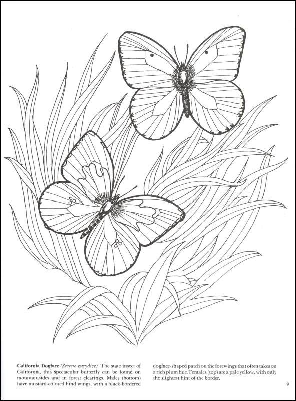 Butterflies-Coloring-Book Butterflies Coloring Book
