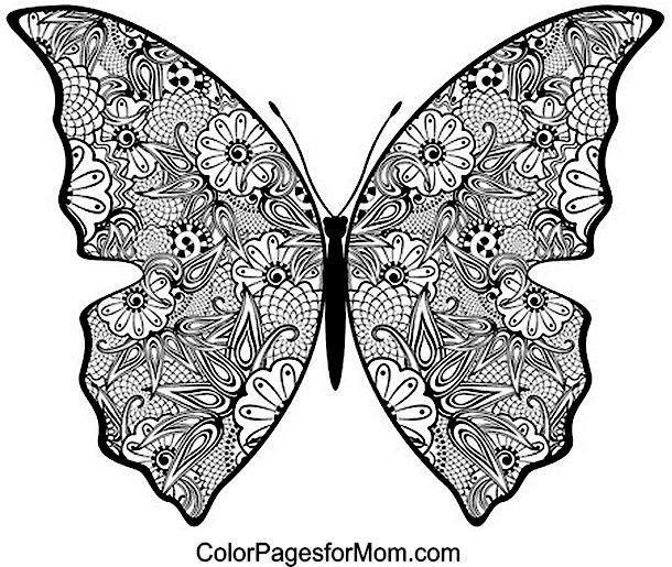 Butterfly Coloring Page 19