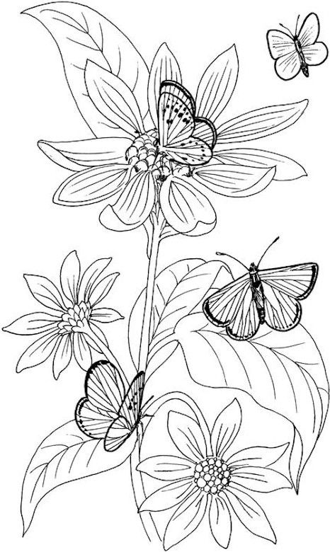Butterfly-Coloring-Page-and-more-to-color-and-chill-out Butterfly Coloring Page and more to color and chill out.