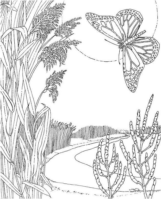 Butterfly Coloring Page free | Join my grown-up coloring fb group: “I Like to Co…