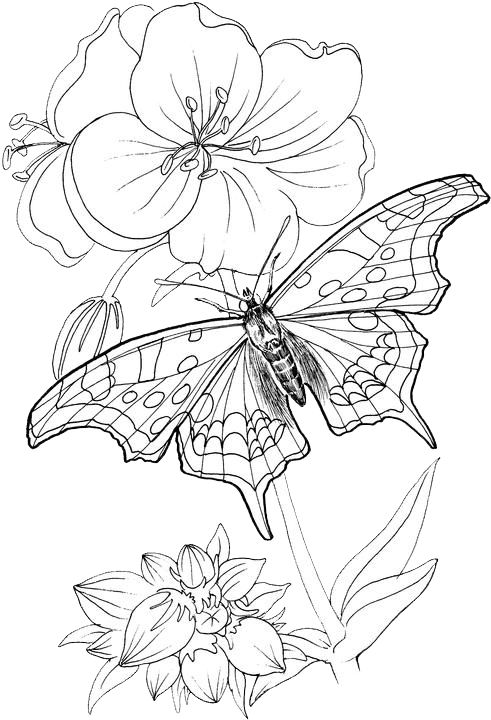 Butterfly-Coloring-Pages-24-Free-Patterns-Yarn Butterfly Coloring Pages 24 | Free Patterns | Yarn