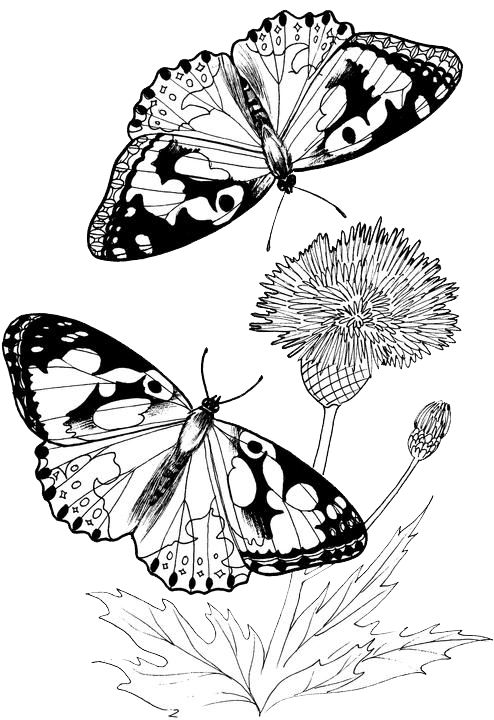 Butterfly Coloring Pages 27 | Purple Kitty Wallpaper