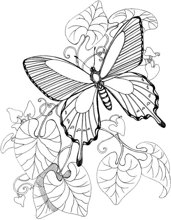 Butterfly Coloring Pages 3 | Purple Kitty purplekittyyarns….