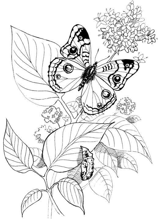 Butterfly Coloring Pages 30 | Free Patterns | Yarn