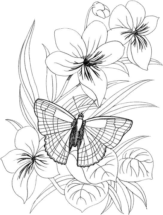 Butterfly Coloring Pages 38 | Free Patterns | Yarn