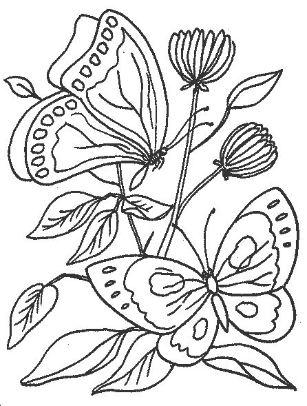 Butterfly Drawings in Color | For an added effect, colour some or all parts of t…