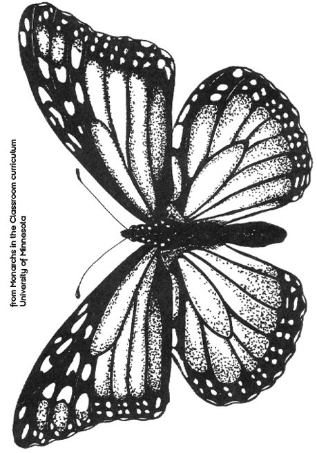 Butterfly Template Wallpaper