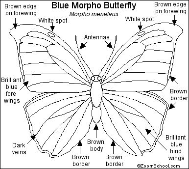 Butterfly-page-for-coloring-book-from-Enchanted-Learning Butterfly page for coloring book from Enchanted Learning