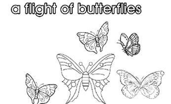 Collective nouns: A flight of butterflies