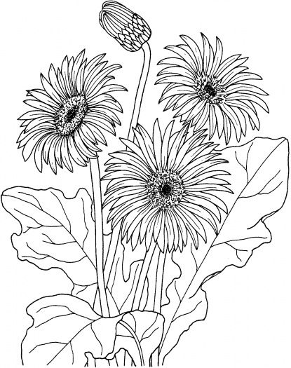 Coloring Pages For Adults – Bing Images