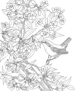 Coloring Pages of Backyard Birds