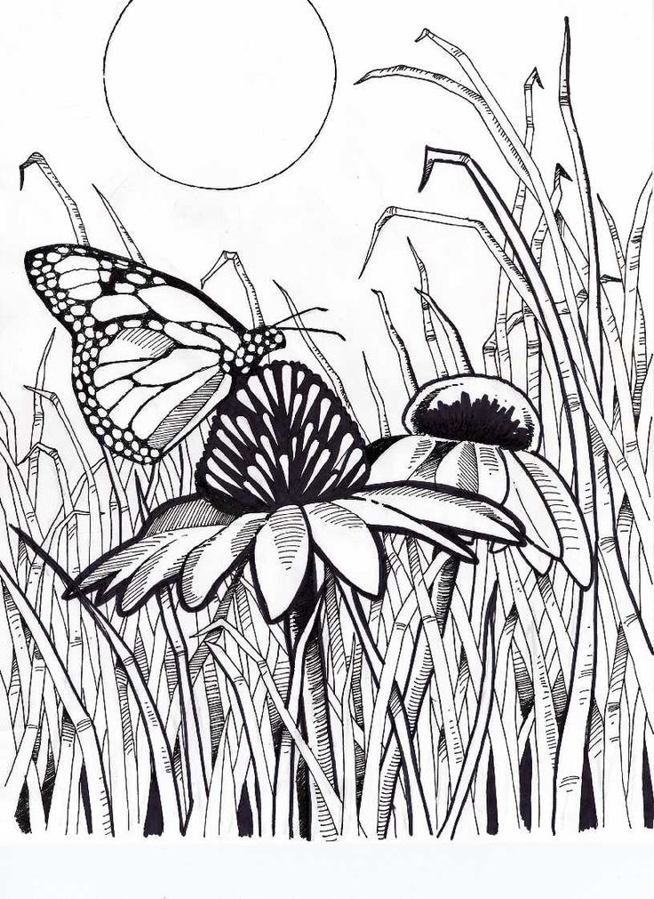 Difficult-Coloring-Pages-For-Adults-butterfly-on-coneflower-with Difficult Coloring Pages For Adults - butterfly on coneflower with grass and sun