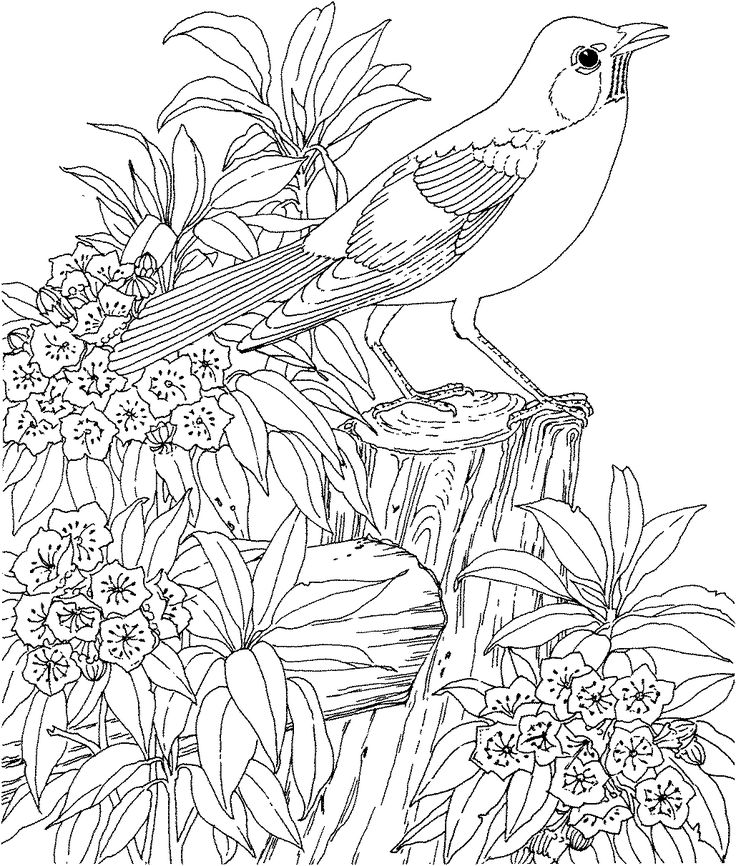 Flower coloring pages – Coloring Pages & Pictures – IMAGIXS