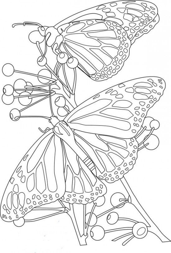 Flowers and Butterflies Coloring Pages Picture 10 550×814 picture