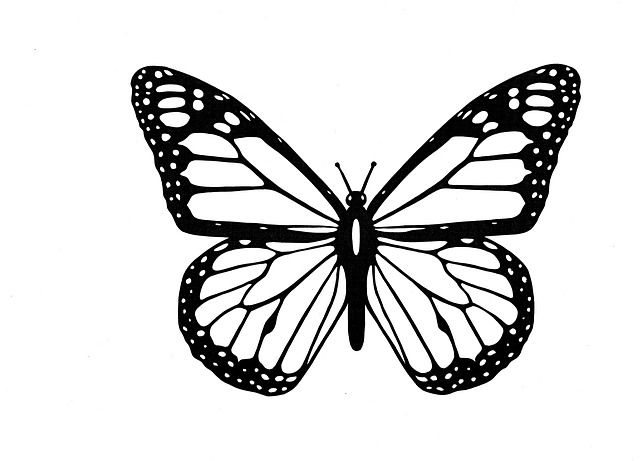 Free Image on Pixabay – Butterfly, Black And White
