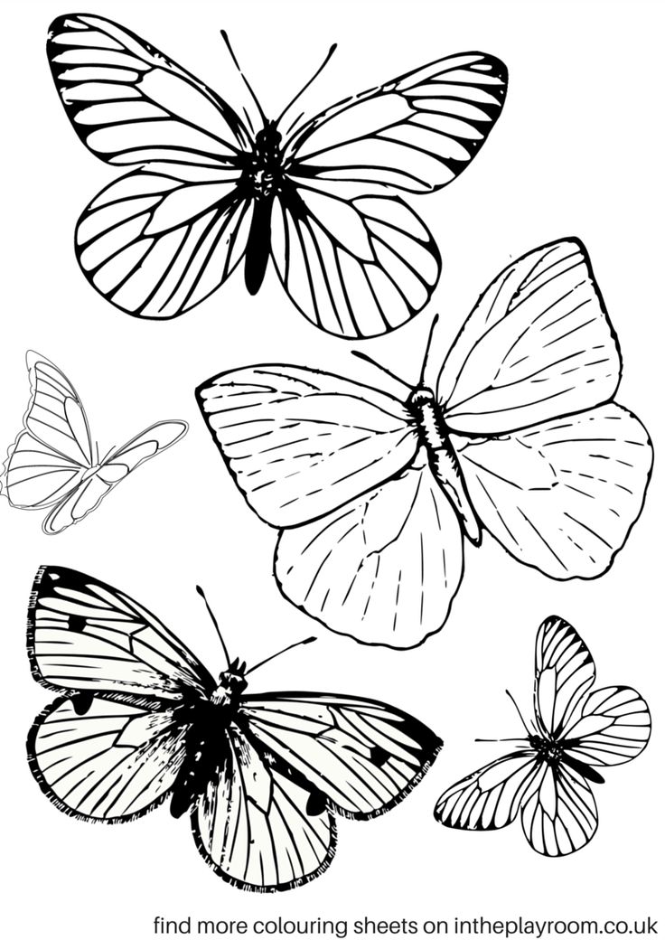 Free Printable Butterfly Colouring Pages