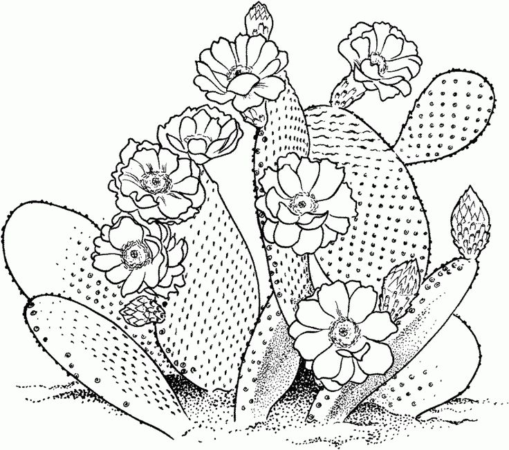 Free-Printable-Cactus-Coloring-Pages-For-Kids Free Printable Cactus Coloring Pages For Kids