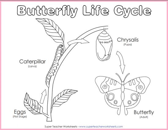 Here is a printable diagram of the life cycle of a butterfly that students can c…