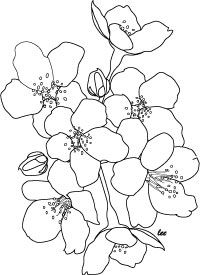 Japanese cherry blossoms coloring page Wallpaper
