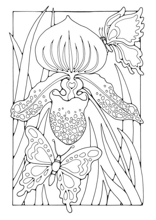 LILY with BUTTERFLIES colouring page FREE @ edupics Wallpaper