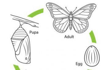 Life Cycle of a Monarch Butterfly Coloring page - TSgos.com - TSgos.com