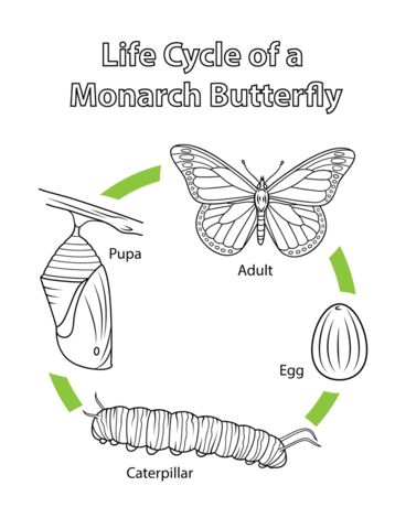 Life-Cycle-of-a-Monarch-Butterfly-Coloring-page Life Cycle of a Monarch Butterfly Coloring page