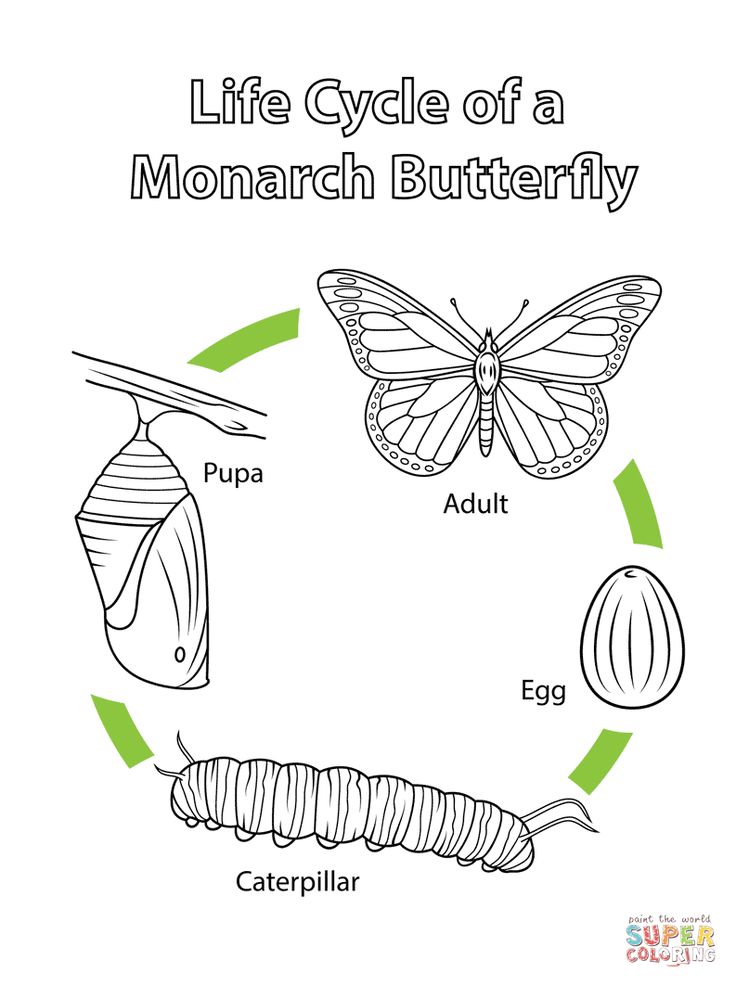 Life Cycle of a Monarch Butterfly coloring page from Butterfly category. Select …