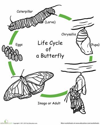 Worksheets-Color-the-Life-Cycle-Butterfly Worksheets: Color the Life Cycle: Butterfly
