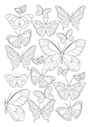 coloriage papillons, papillons, butterfly, Jardim Encantado