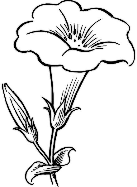 flower printables | Flowers coloring pages, free printable flower coloring pictu… Wallpaper