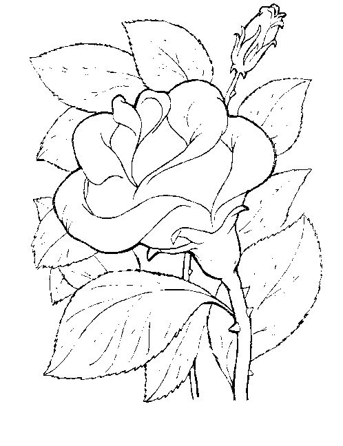 flower rose coloring sheet