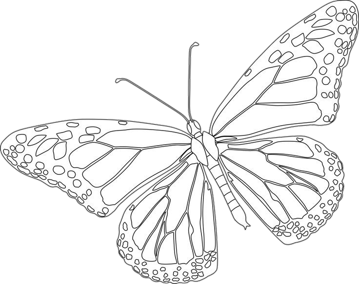 monarch-butterfly-coloring-page-tsgos monarch butterfly coloring pages printable