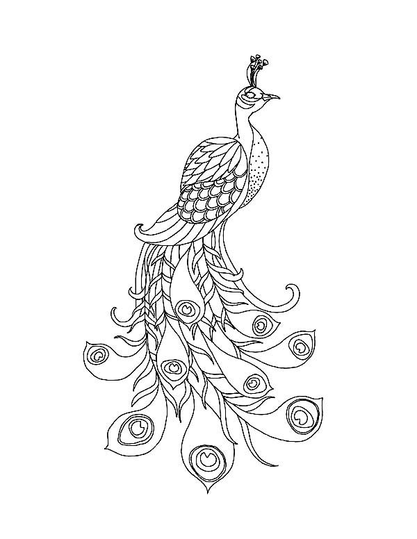 Peacock-A-Beautiful-Peacock-with-His-Long-Train-Coloring Peacock, : A Beautiful Peacock with His Long Train Coloring Page